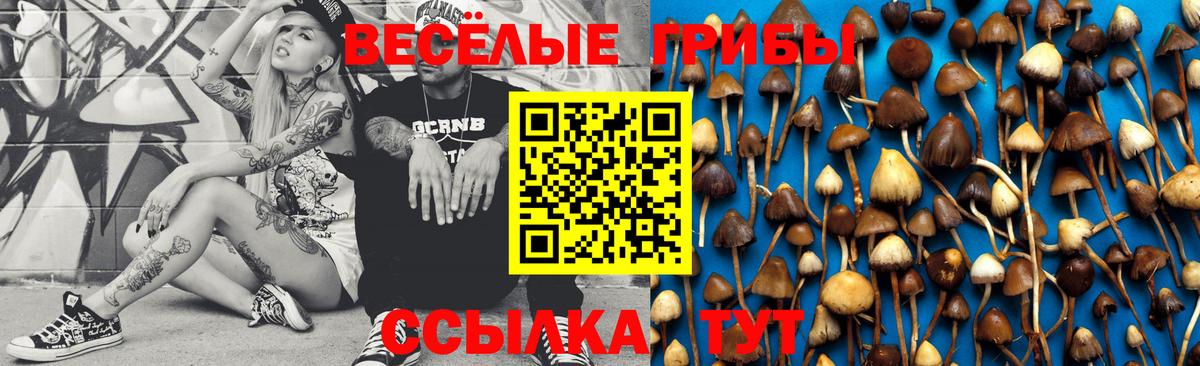 Галлюциногенные грибы Psilocybe  Вход с VPN  Саяногорск 